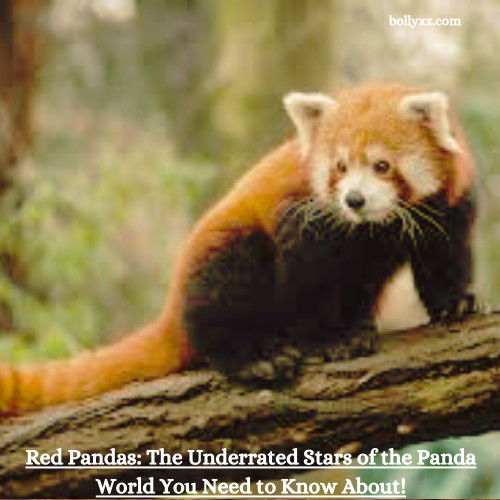 Red Pandas: The Underrated Stars of the Panda World You Need to Know About!