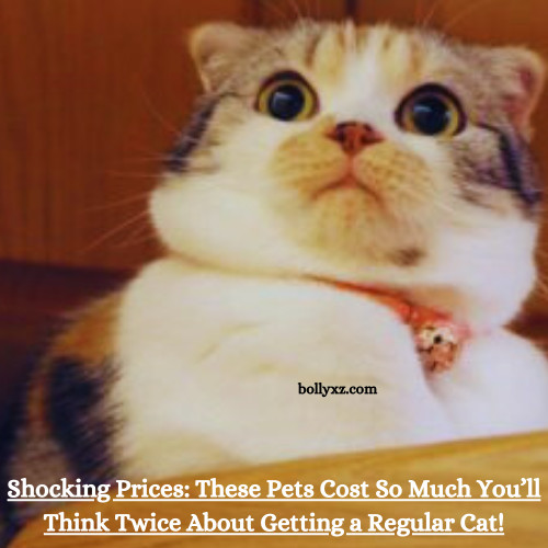 Shocking Prices: These Pets Cost So Much You’ll Think Twice About Getting a Regular Cat!