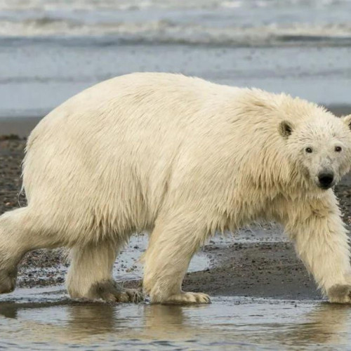 Shocking Tragedy: Polar Bears Launch Rare Deadly Attack at Remote Canadian Radar Station