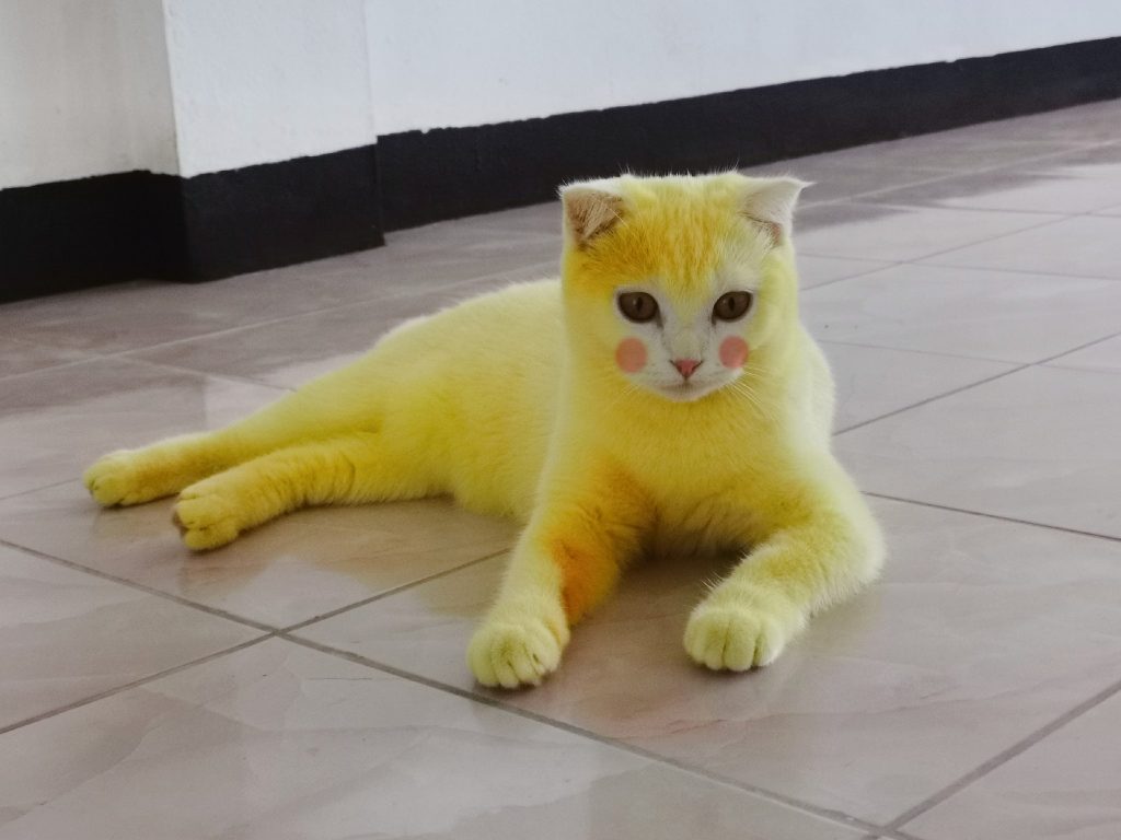 OMG! Thai Woman Turns Her Cat Yellow in a Desperate Attempt to Save Its Life!