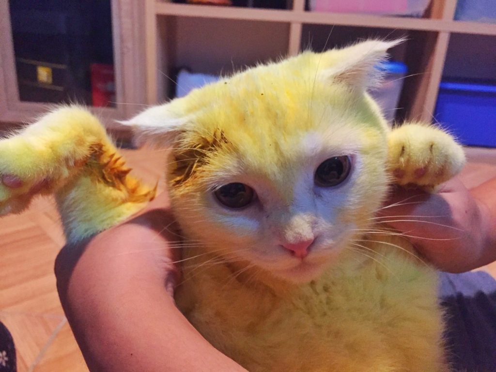 OMG! Thai Woman Turns Her Cat Yellow in a Desperate Attempt to Save Its Life!