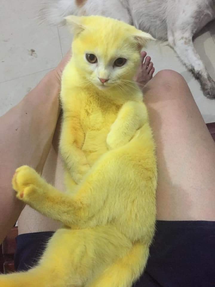 OMG! Thai Woman Turns Her Cat Yellow in a Desperate Attempt to Save Its Life!