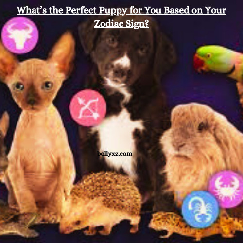 What’s the Perfect Puppy for You Based on Your Zodiac Sign?