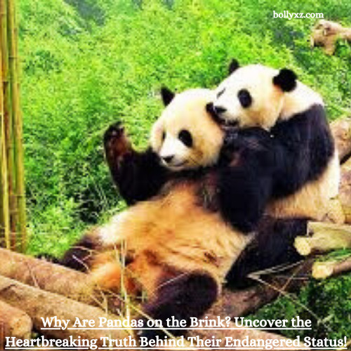 Why Are Pandas on the Brink? Uncover the Heartbreaking Truth Behind Their Endangered Status!