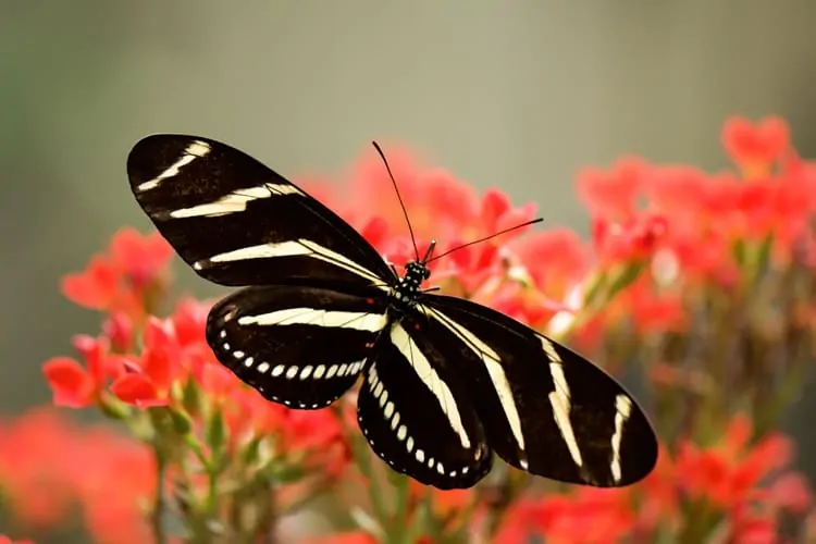 Zebra Longwing Butterfly -