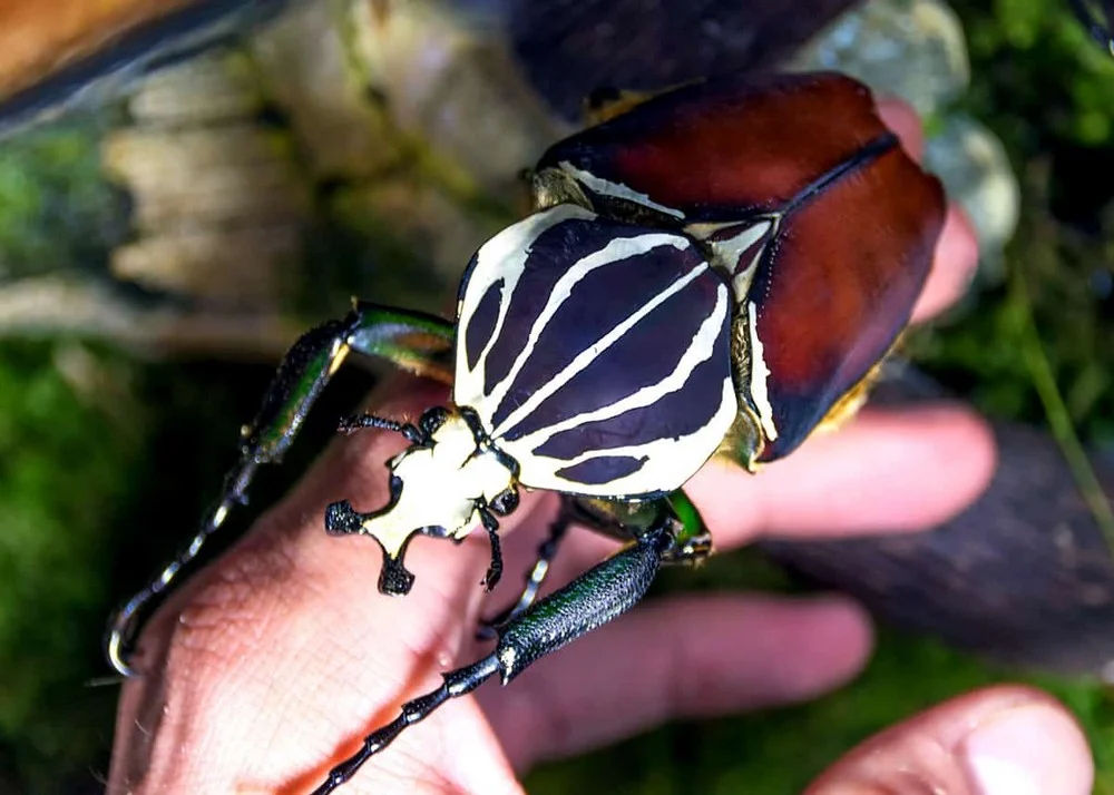 OMG! Discover the World's Most Important Insects That Will Blow Your Mind!