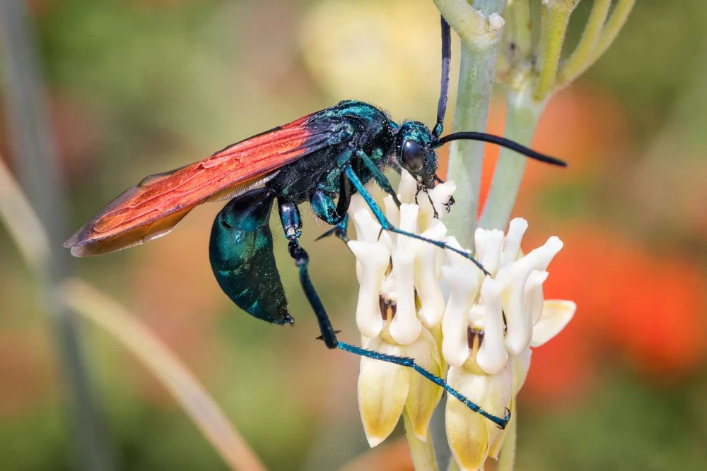 OMG! Discover the World's Most Important Insects That Will Blow Your Mind!