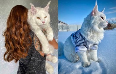 OMG! Meet Kefir: The Arena's Largest Maine Coon Ever!