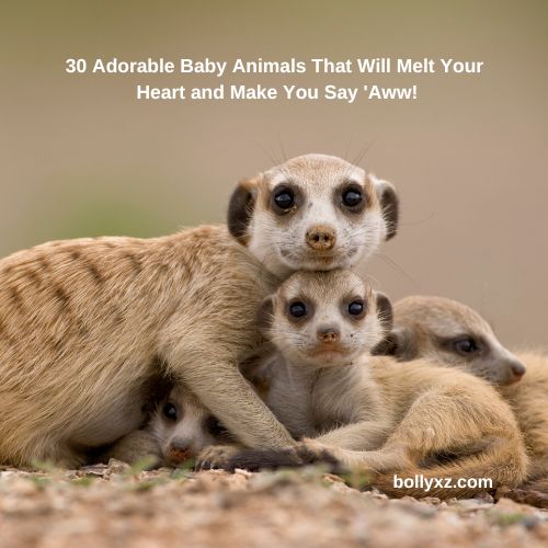 30 Adorable Baby Animals That Will Melt Your Heart and Make You Say 'Aww!