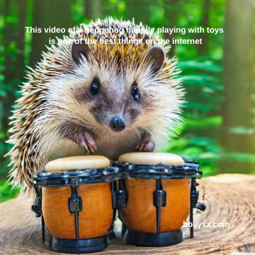 This video of a hedgehog happily playing with toys is one of the best things on the internet