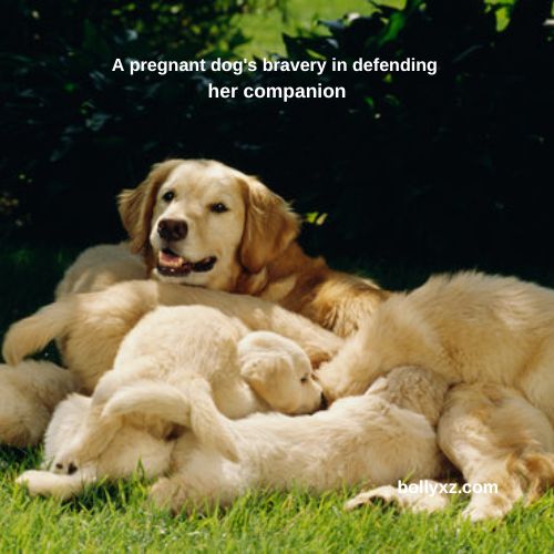 A pregnant dog's bravery in defending her companion