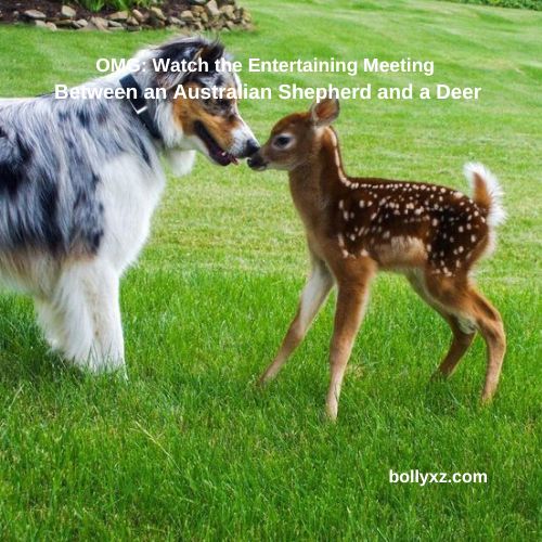 OMG: Watch the Entertaining Meeting Between an Australian Shepherd and a Deer