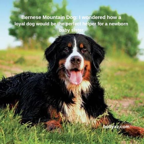 Bernese Mountain Dog: I wondered how a loyal dog would be the perfect helper for a newborn baby sister.