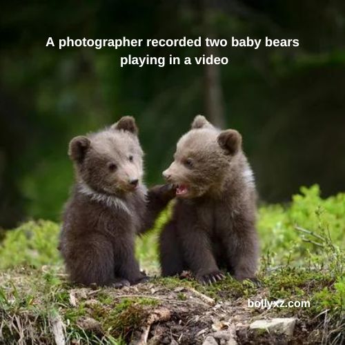 A photographer recorded two baby bears playing in a video