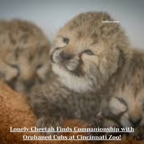 Adorable New Friendship Alert Lonely Cheetah Finds Companionship with Orphaned Cubs at Cincinnati Zoo -