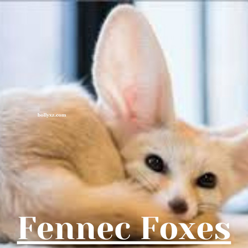 Fennec Foxes