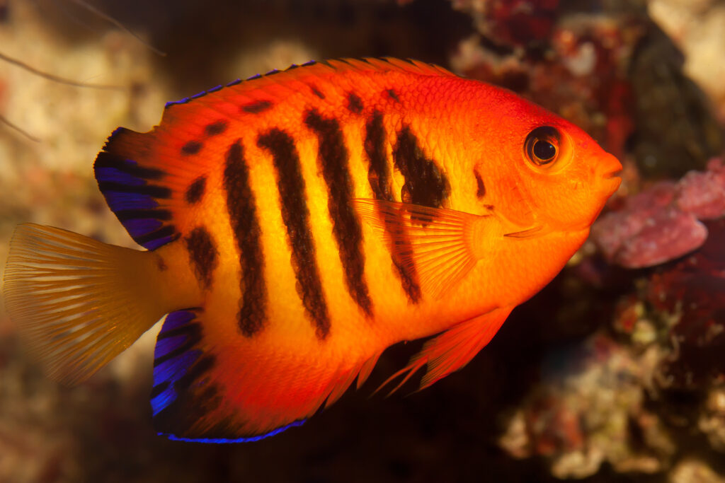 Flame angelfish Centropyge loricula -