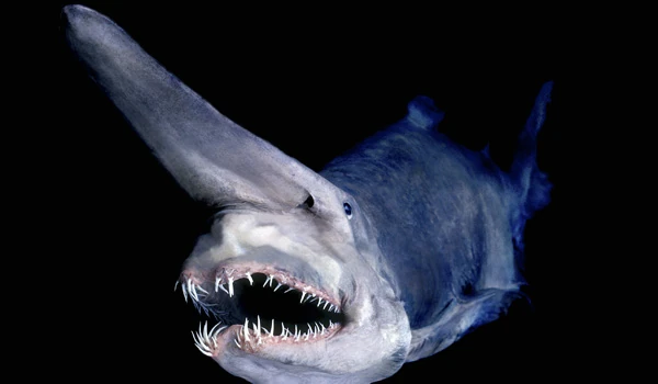 Goblin Shark -