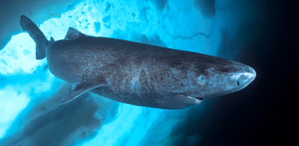 Greenland shark Saul Goner seapics.com -