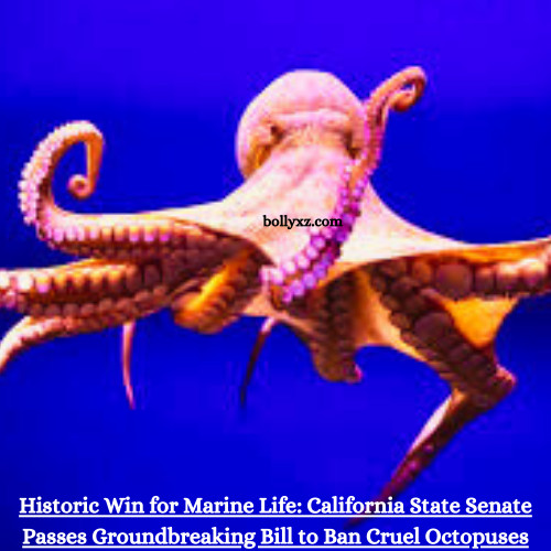 Historic Win for Marine Life: California State Senate Passes Groundbreaking Bill to Ban Cruel Octopuses Farming!