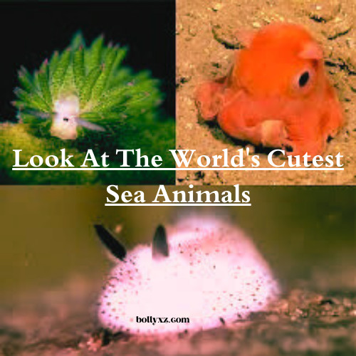 Look At The World's Cutest Sea Animals