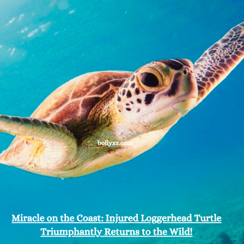 Miracle on the Coast: Injured Loggerhead Turtle Triumphantly Returns to the Wild!