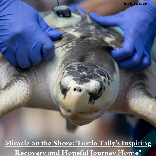 Miracle on the Shore: Turtle Tally's Inspiring Recovery and Hopeful Journey Home"