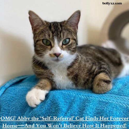 OMG! Abby the ‘Self-Referral’ Cat Finds Her Forever Home—And You Won’t Believe How It Happened!