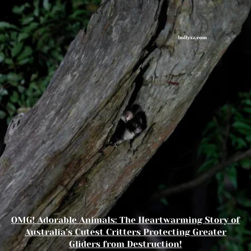 OMG! Adorable Animals: The Heartwarming Story of Australia’s Cutest Critters Protecting Greater Gliders from Destruction!