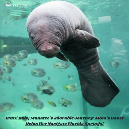 OMG! Baby Manatee's Adorable Journey: Mom's Boost Helps Her Navigate Florida Springs!