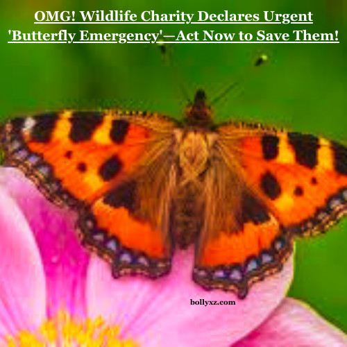 OMG! Wildlife Charity Declares Urgent 'Butterfly Emergency'—Act Now to Save Them!