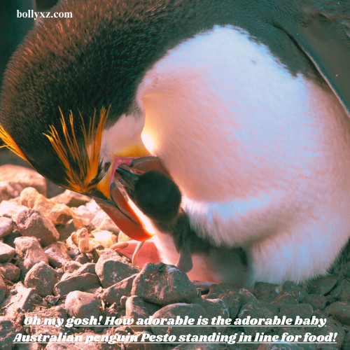 Oh my gosh! How adorable is the adorable baby Australian penguin Pesto standing in line for food!