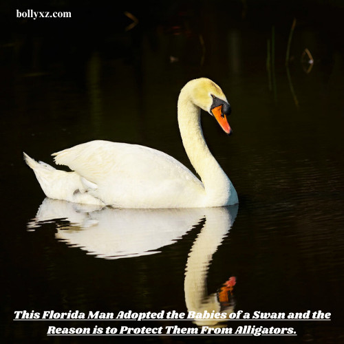 This Florida Man Adopted the Babies of a Swan and the Reason is to Protect Them From Alligators.