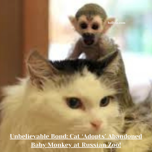 Unbelievable Bond: Cat ‘Adopts’ Abandoned Baby Monkey at Russian Zoo!