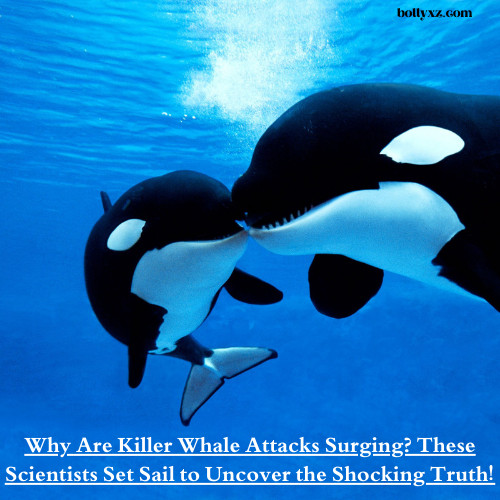 Why Are Killer Whale Attacks Surging? These Scientists Set Sail to Uncover the Shocking Truth!