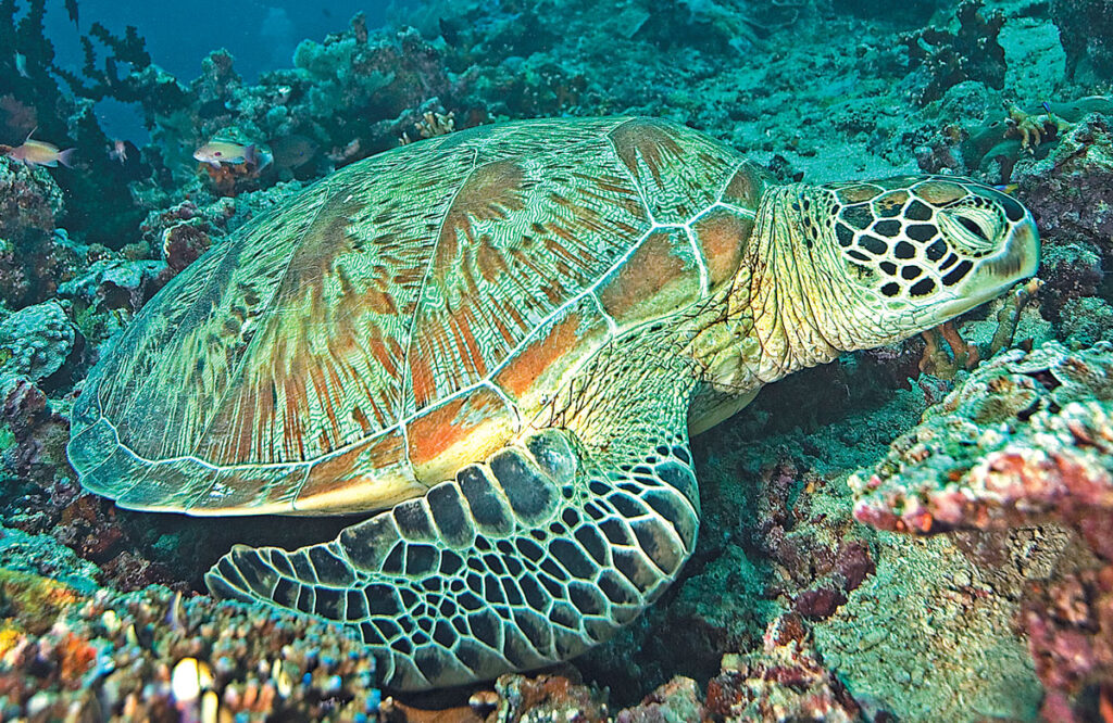 greenseaturtle2 -