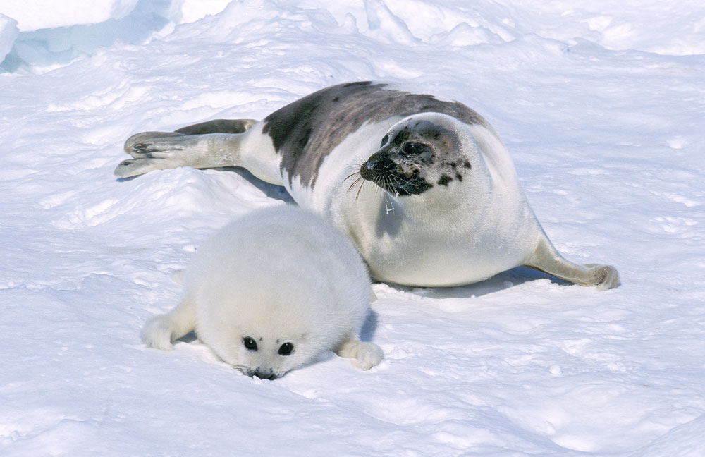 harp seal 2 -