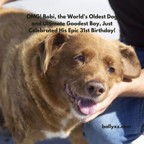 OMG! Bobi, the World's Oldest Dog and Ultimate Goodest Boy, Just Celebrated His Epic 31st Birthday!