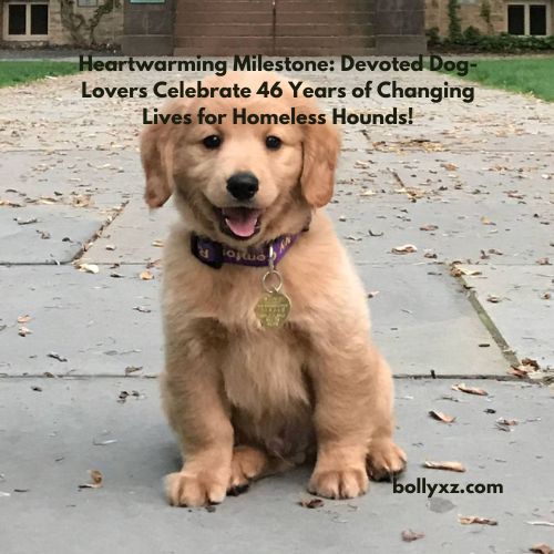 Heartwarming Milestone: Devoted Dog-Lovers Celebrate 46 Years of Changing Lives for Homeless Hounds!