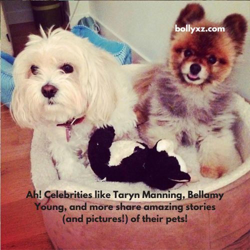 Ah! Celebrities like Taryn Manning, Bellamy Young, and more share amazing stories (and pictures!) of their pets!