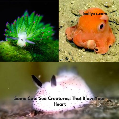 Some Cute Sea Creatures; That Blow Your Heart