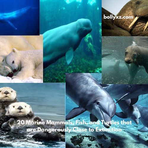 20 Marine Mammals, Fish, and Turtles that are Dangerously Close to Extinction