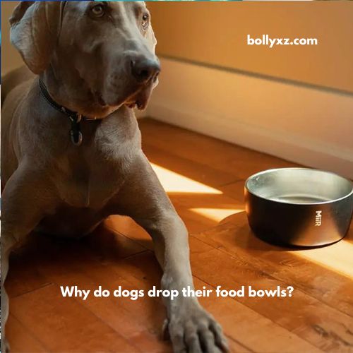 Why do dogs drop their food bowls?