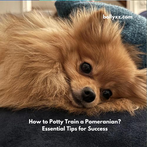 How to Potty Train a Pomeranian? Essential Tips for Success