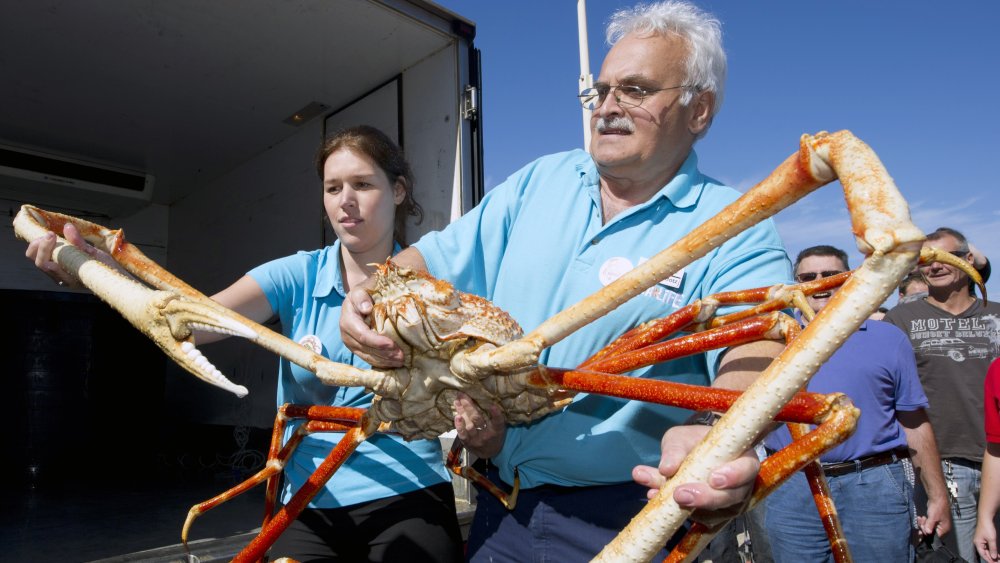 preparing a giant japanese spider crab is no easy task 1572017068 -