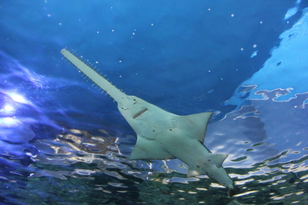 sawfish pc holiday point scaled 1 -