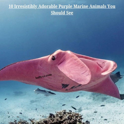 10 Irresistibly Adorable Purple Marine Animals You Should See