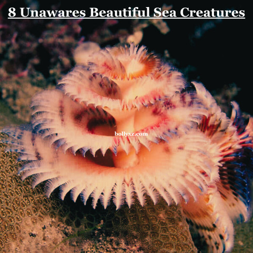 8 Unawares Beautiful Sea Creatures