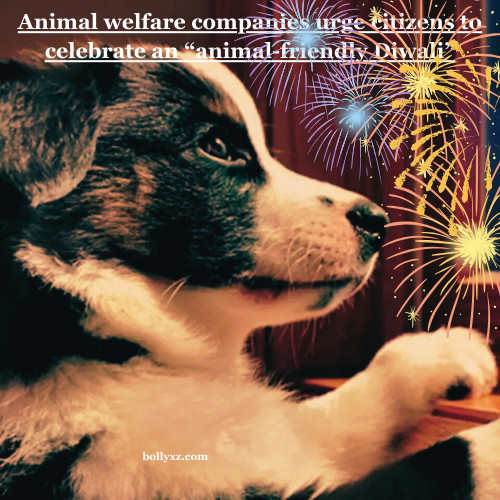 Animal welfare companies urge citizens to celebrate an “animal-friendly Diwali”