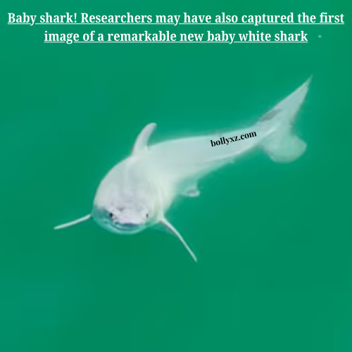 Baby shark! Researchers may have also captured the first image of a remarkable new baby white shark.